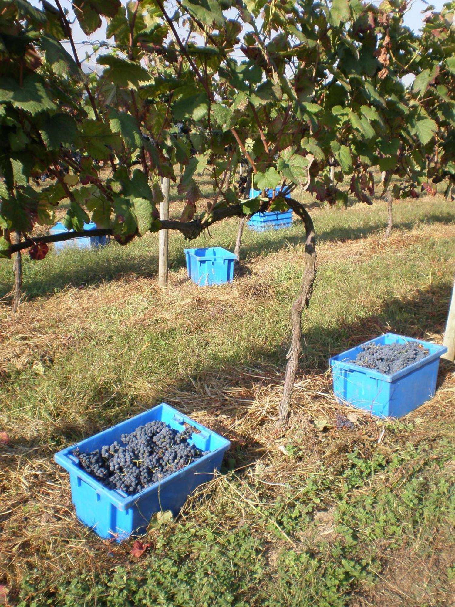 1720 Quinta Da Cancela - Winery & Farmhouse Guimarães Buitenkant foto