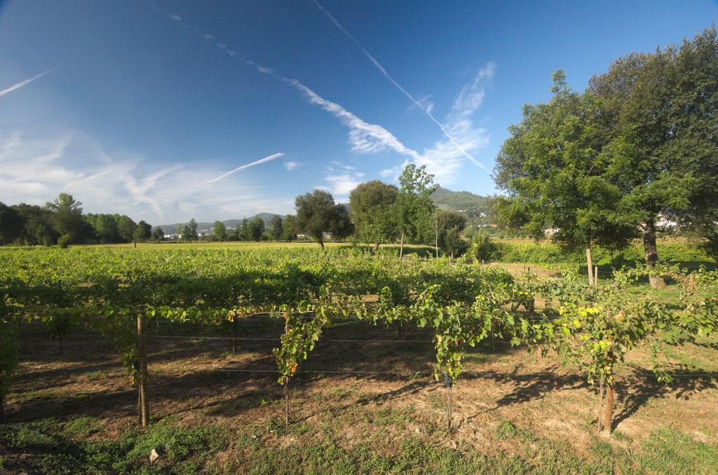 1720 Quinta Da Cancela - Winery & Farmhouse Guimarães Buitenkant foto