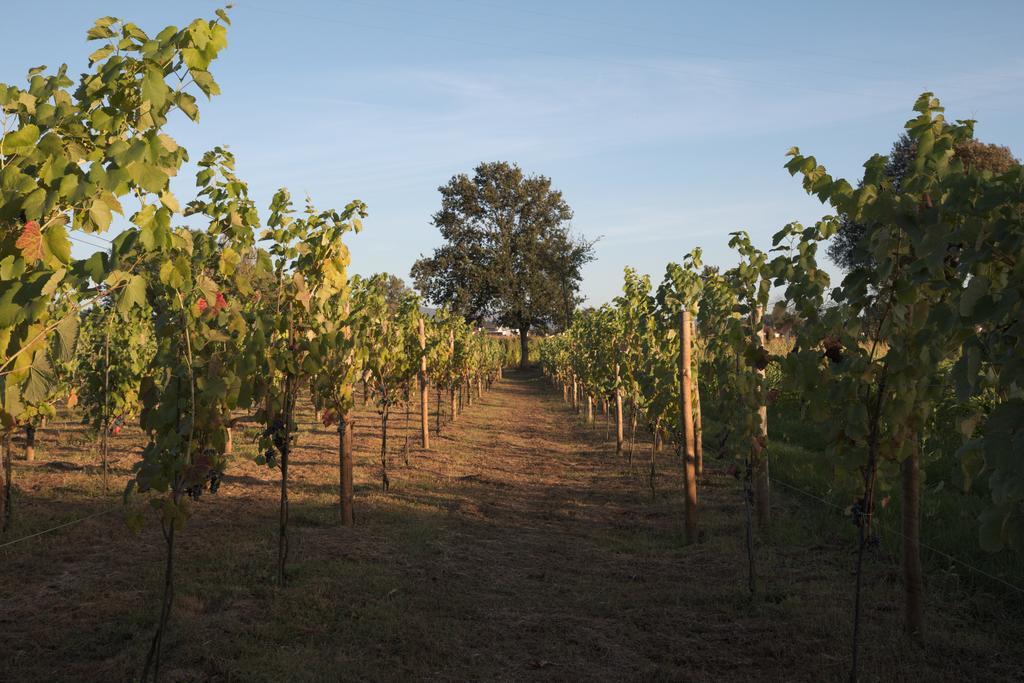 1720 Quinta Da Cancela - Winery & Farmhouse Guimarães Buitenkant foto